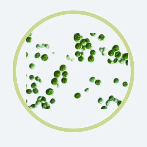 Chlorella