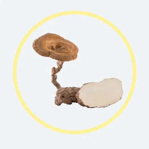 Cendawan Susu Harimau